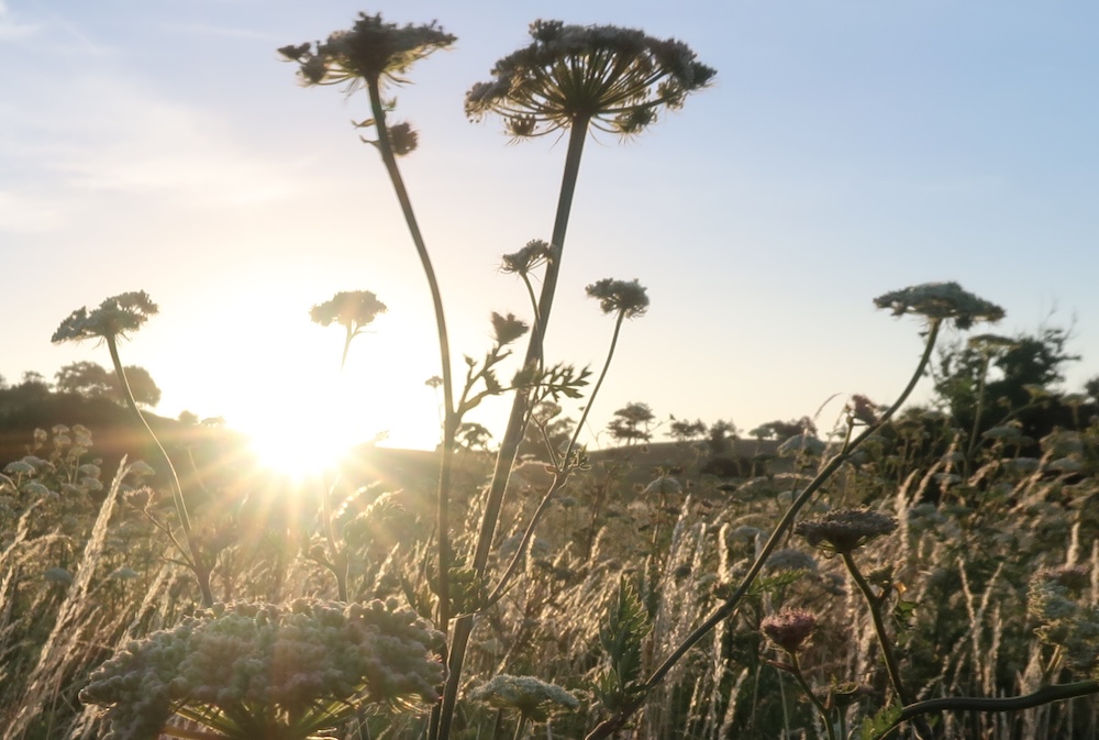 sommer-glaede